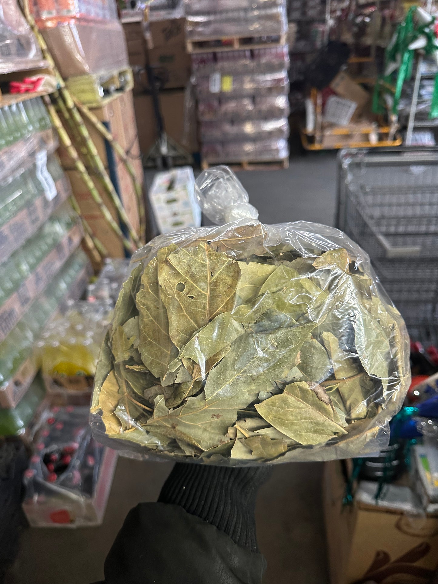 Hoja de Aguacate Avacado Leaf
